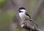Poecile atricapillus CT3.jpg