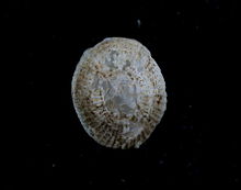 Trimusculus reticulatus 1.jpg
