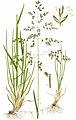 Poa pratensis (Billeder af nordens flora 1917ff., v2 0383) clean, no-description.jpg