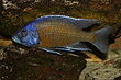 Copadichromis borleyi2.jpg