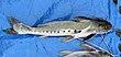 Pimelodidae Callophysus macropterus.jpg