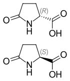 Pyroglutamic acid.svg