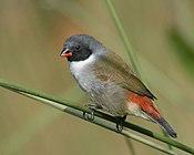 Swee waxbill 2008 05 18 14 08 26 5958.jpg