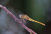 Skimmer (Orthetrum azureum) female.jpg