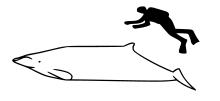 Diagram showing a beaked whale and a human diver, the whale is about two and half times longer than the human