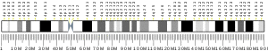 Chromosome 4 (human)