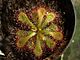 Drosera dielsiana 1.jpg
