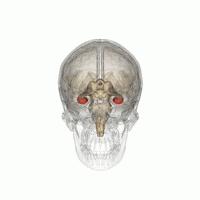 rotating 3D animation of the human hippocampus in skull.