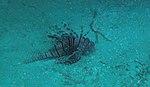 Pterois volitans - red lionfish - Bay of Pigs - Cuba.jpg