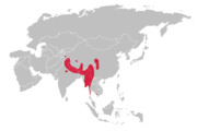 Buteo Refectus range map.png