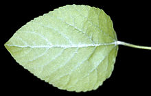 Populus heterophylla - NRCS 1.jpg