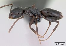 Tapinoma erraticum casent0173199 profile 1.jpg