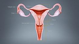 Different regions of Uterus displayed & labelled using a 3D medical animation still shot