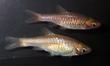 Rasbora vulcanus pair.png