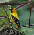 Icterus nigrogularis Turpial amarillo Yellow Oriole (8495625798).jpg