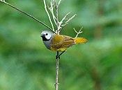 Grey-headed Oliveback, Poli, Cameroon (5891711500).jpg