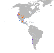 Charadrius nivosus map.svg