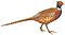 FMIB 42017 Mongolian Pheasant white background.jpeg