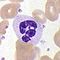 PBNeutrophil.jpg
