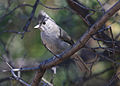Baeolophus ridgwayi Arizona.jpg