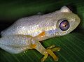 Betsileo Reed Frog (Heterixalus betsileo) (7621362482).jpg
