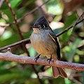 Cuban pewee (Contopus caribaeus caribaeus).JPG