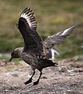 Stercorarius antarcticus -Godthul, South Georgia, British Overseas Territories, UK -landing-8.jpg