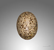 Egg