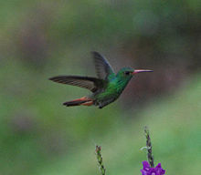 Amazilia tzacatl.jpg