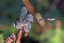 Bladetail (Lindenia tetraphylla) male Macedonia.jpg