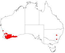 Hakea corymbosaDistMap28.png