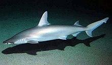 Sphyrna tiburo SI3.jpg
