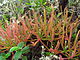 Drosera magnifica10.jpg