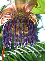 Passiflora quadrangularis (2944484362).jpg