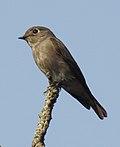 Dark-sided Flycatcher Muscicapa sibirica by Dr. Raju Kasambe DSCN2172 (2).jpg