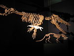 Ambulocetus et pakicetus.jpg