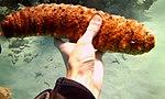 Holothuria mexicana - donkey dung sea cucumber - Bay of Pigs - Cuba.jpg