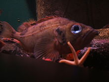 Sebastes-marinus-aquarium.jpg