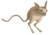 Allactaga elater white background.png