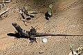 Ctenosaura oedirhina 2264096.jpg