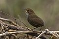 Scaly-breasted Wren-Babbler - Eaglenest - India FJ0A9148 (33901552680).jpg