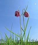 Flower of Fritillaria meleagris
