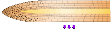 [this image is incorrect! the high auxin is always on the opposite side of the tropic movement!]