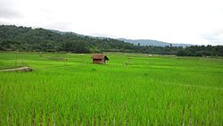 Paddy fields near Ziro