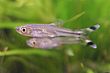 Rasbora trilineata.jpg
