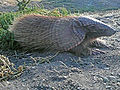 Chaetophractus vellerosus3.jpg