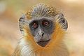 Green monkey (Chlorocebus sabaeus).jpg