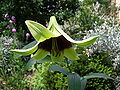 Lilium nepalense (flower).jpg