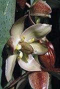 Yucca endlichiana fh 0334 MEX B.jpg