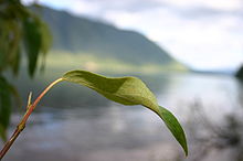 Leaf at Rocky Point of McDonald Lake.jpg